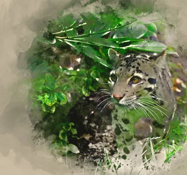 Aquarela Pintura Nublado Leopardo Neofelis Nebulova Grande Gato Cativeiro — Fotografia de Stock