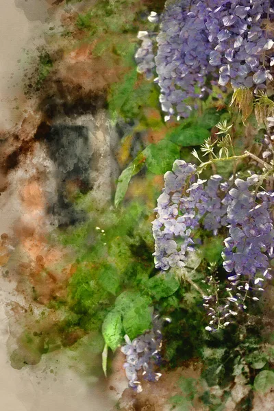美丽的日本紫藤在英国乡村花园攀爬古老的砖墙的水彩画 — 图库照片