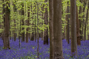 BlueBell ormanlarında güzel, yumuşak bahar ışığı İngiliz kırsalında sakin bir sabah boyunca