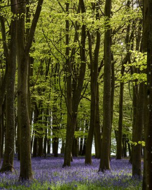 BlueBell ormanlarında güzel, yumuşak bahar ışığı canlı renkler ve sık kayın ağaçları manzarası