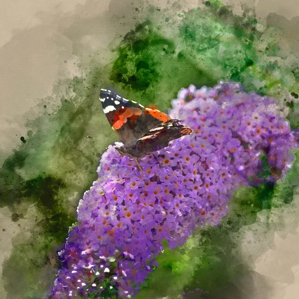 Pintura Acuarela Hermosa Imagen Mariposa Del Almirante Rojo Vanessa Atalanta — Foto de Stock