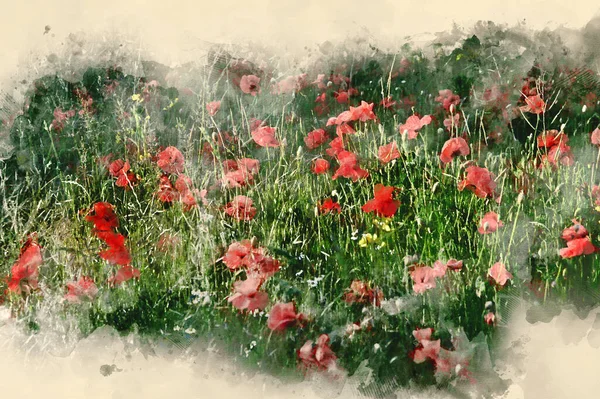 Watercolor Painting Landscape Poppy Field Summer Evening — Stock Photo, Image