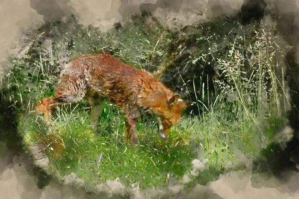美丽的老雌狐在长夏草中的水彩画 — 图库照片
