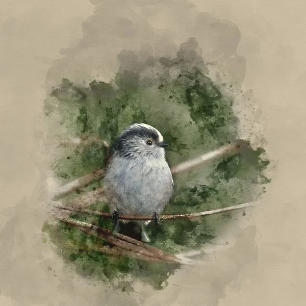 Watercolor Painting Beautiful Portrait Long Tailed Tit Aegithalos Caudatus Bird — Stockfoto