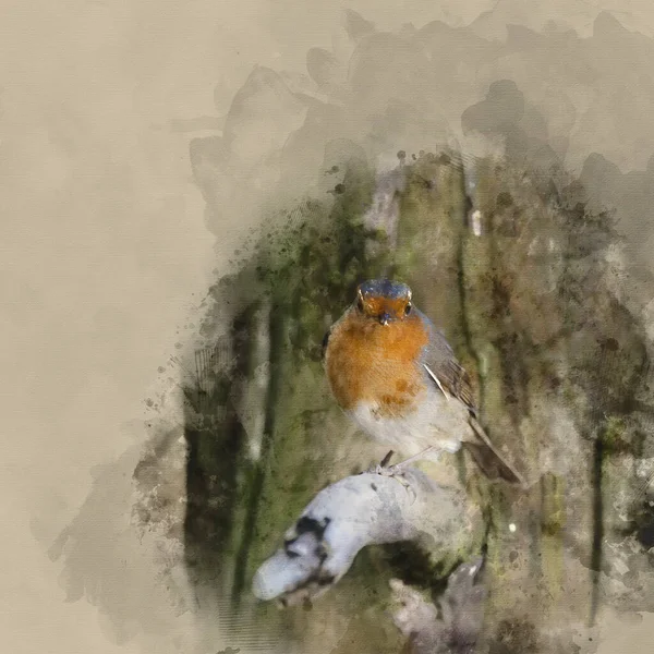 Aquarela Pintura Belo Retrato Europeu Robin Redbreast Erithacus Rubecula Sentado — Fotografia de Stock