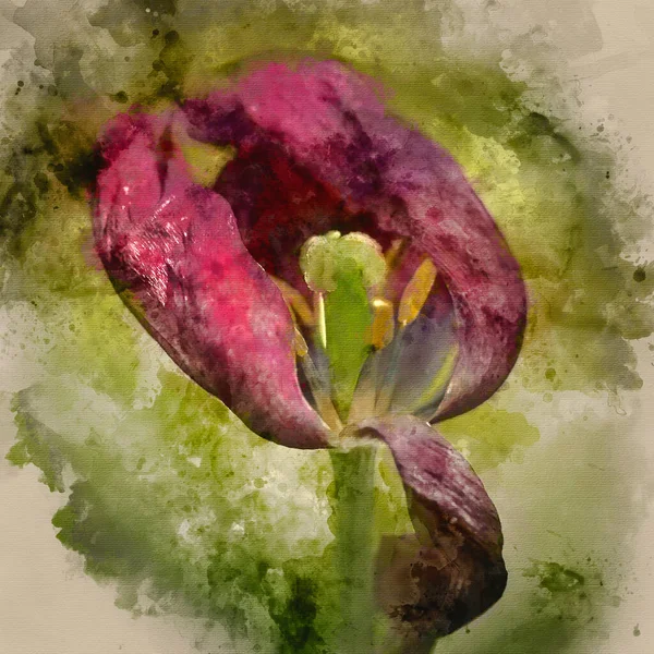 春末枯萎郁金香花的美丽选择焦点宏观图像水彩画 — 图库照片