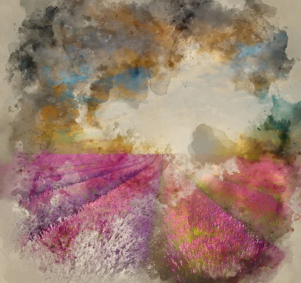 Akvarel Malba Ohromující Letní Západ Slunce Nad Levandulové Pole Krajiny — Stock fotografie
