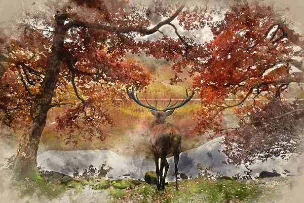 秋の風景の山の風景に向かって湖の向こうに見える美しい赤い鹿のスタッグの水彩画 — ストック写真