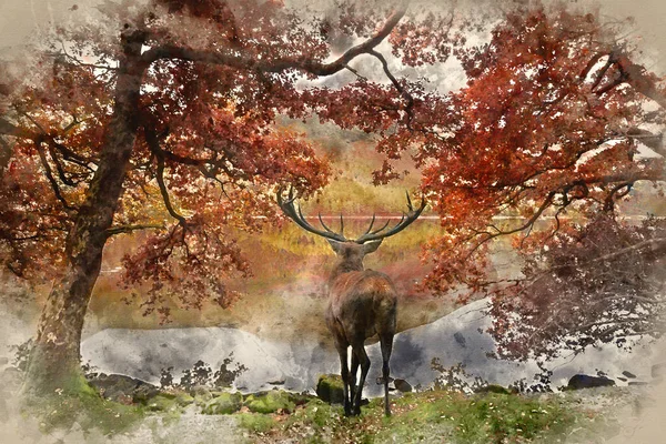 Aquarelle Peinture Beau Cerf Rouge Cerf Regarde Travers Lac Vers — Photo