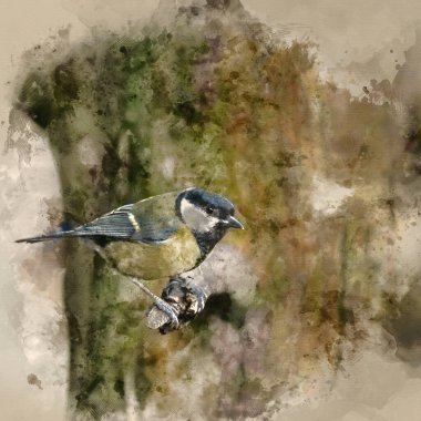 Digital watercolor painting of Beautiful portrait of Coal Tit Periparus Ater in sunshine in forest landscape setting