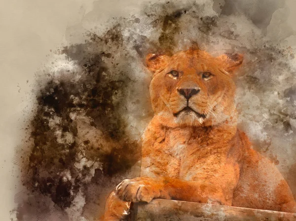 Aquarelle Numérique Belle Image Une Lionne Relaxante Par Une Journée — Photo