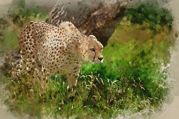 Digital Watercolor Painting Cheetah Acinonyx Jubatus Big Cat Captivity — Stock Photo, Image