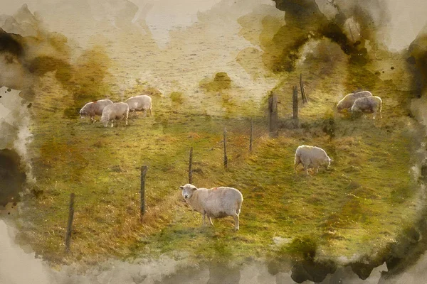 Digital Watercolor Painting Sheep Grazing Landscape Glowing Winter Sunrise — Stock Photo, Image