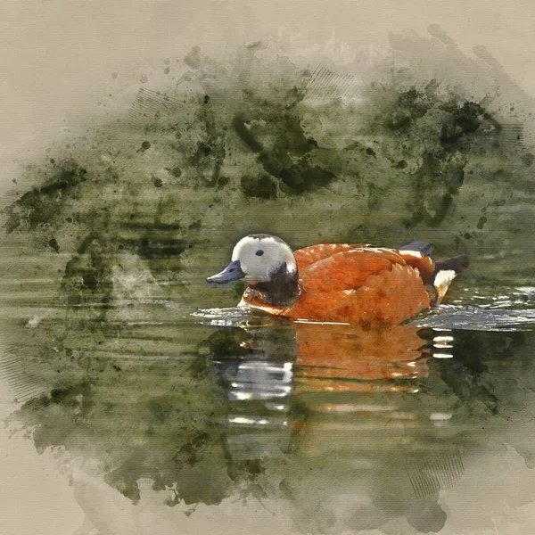 平静湖水上鸭的数字水彩画 — 图库照片