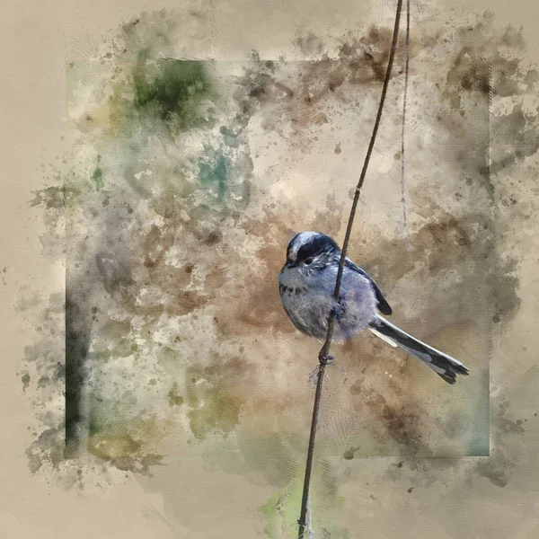 Digital Watercolor Painting Beautiful Portrait Long Tailed Tit Aegithalos Caudatus — Stock Photo, Image