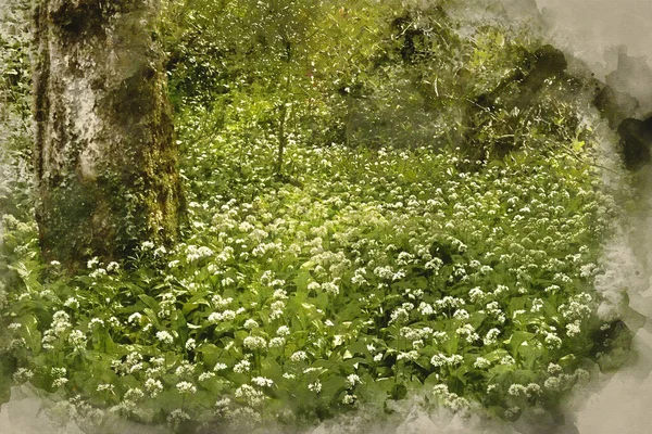 緑豊かな森の中で育つ野生のニンニクの春の風景イメージのデジタル水彩画 — ストック写真