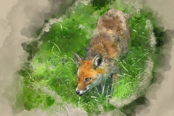 緑豊かな夏の田園風景の中で赤狐の彫刻の美しいイメージのデジタル水彩画 — ストック写真