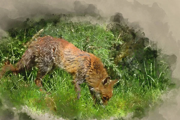 长夏青草中美丽的老雌狐的数码水彩画 — 图库照片