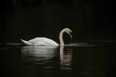 Güzel Dilsiz Kuğu Kuğu Kuğu Kuşu Olor gölün yüzeyinde süzülüyor