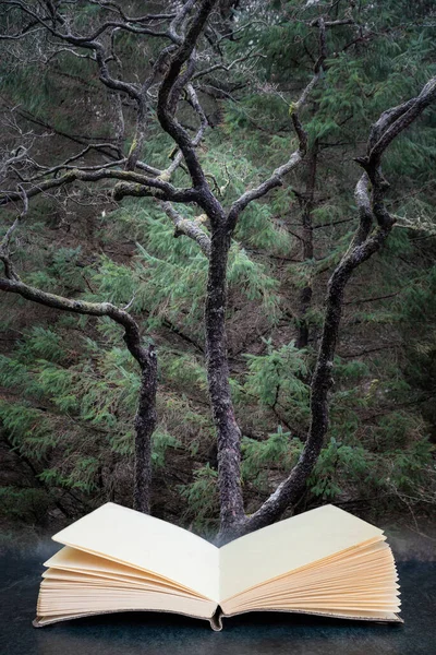 Krásný Obraz Prastarého Stromu Lese Zimě Skotsku Vycházející Stránek Imaginární — Stock fotografie