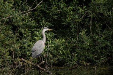 Güzel gri balıkçıl Ardea Cinerea Pelecaniformes yazın gölde suda küçük balıkları avlar