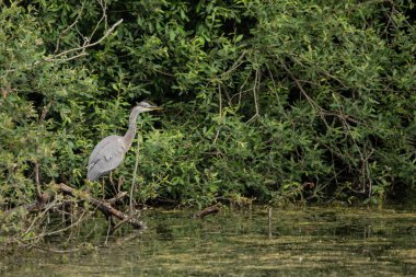 Güzel gri balıkçıl Ardea Cinerea Pelecaniformes yazın gölde suda küçük balıkları avlar