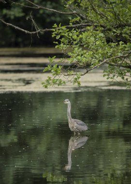 Güzel gri balıkçıl Ardea Cinerea Pelecaniformes yazın gölde suda küçük balıkları avlar