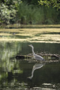 Güzel gri balıkçıl Ardea Cinerea Pelecaniformes yazın gölde suda küçük balıkları avlar