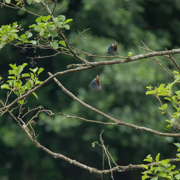 Dva Krásné Kingfisher Ptáků Alcedo Atthis Letu Přes Řeku Létě — Stock fotografie
