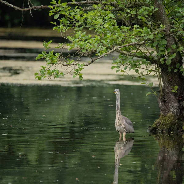 夏天湖上美丽的灰鲱鱼Ardea Cinerea Pelecaniformes在水里捕食小鱼 — 图库照片