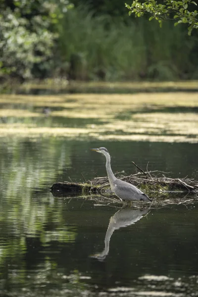 Gyönyörű Szürke Heron Ardea Cinerea Pelecaniformes Tavon Nyáron Vadászat Kis — Stock Fotó