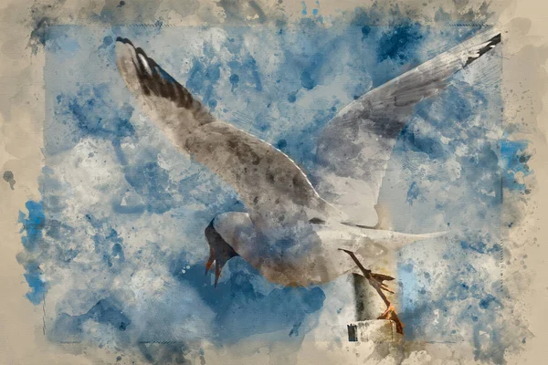 Digital Akvarell Målning Vackra Medelhavet Gull Icthyaetus Melanocephalus — Stockfoto