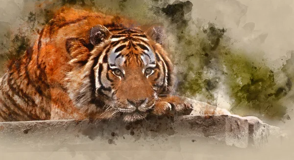 Aquarelle Numérique Superbe Tigre Relaxant Par Temps Chaud Avec Tête — Photo