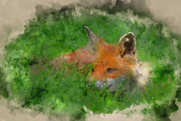 Aquarelle Numérique Belle Image Renard Roux Vulpes Vulpes Dans Paysage — Photo