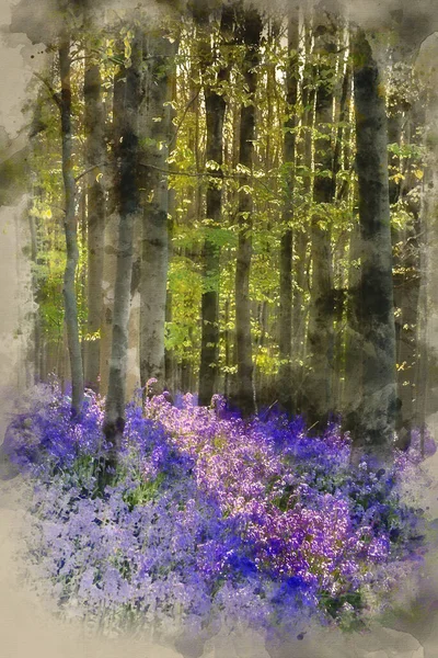 Watercolor painting of Beautiful morning in Spring bluebell forest