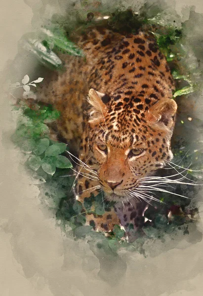 ヒョウパンテラパルダスの美しい肖像画捕虜の葉の間で大きな猫 — ストック写真