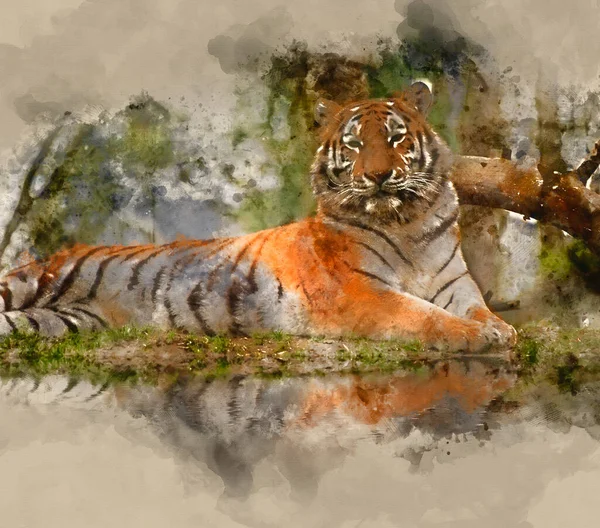 Digital Watercolor Painting Beautiful Tiger Relaxing Warm Day Reflection Water — Stock Photo, Image