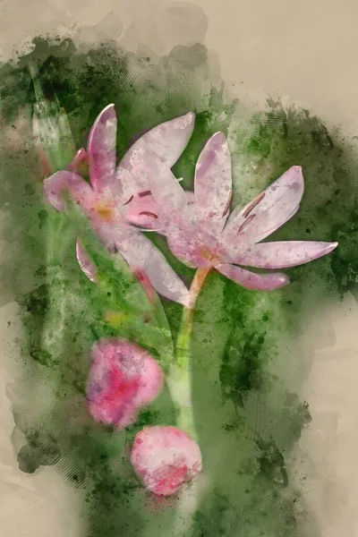 Pintura Digital Acuarela Hermosa Imagen Tulipa Turkestanica Flor Otoño —  Fotos de Stock