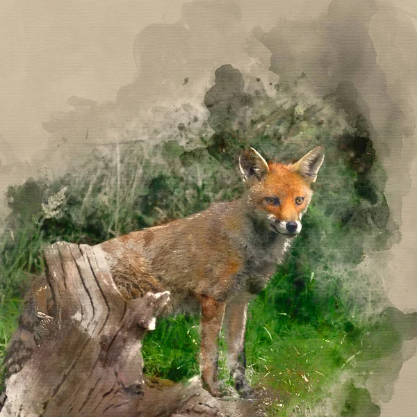 Ψηφιακή Ακουαρέλα Ζωγραφική Της Όμορφης Εικόνας Της Κόκκινης Αλεπούς Vulpes — Φωτογραφία Αρχείου