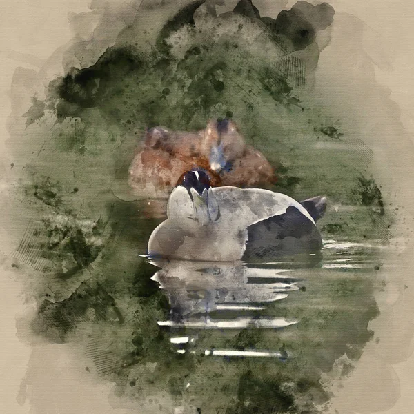 穏やかな湖の上のアイダーダックのデジタル水彩画 — ストック写真