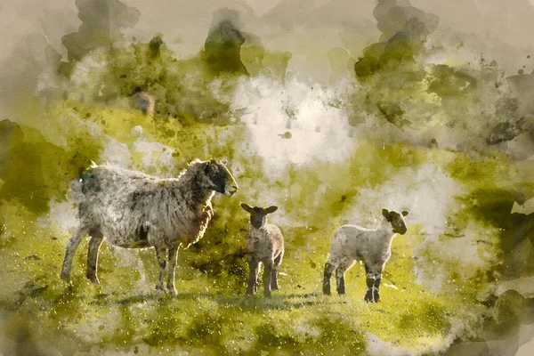 Цифровая Акварельная Живопись Красивого Пейзажа Ягнят Овец Полях — стоковое фото