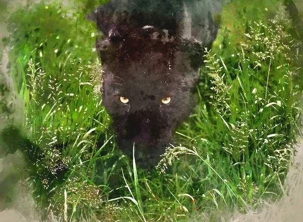 Digital watercolor painting of Black jaguar Panthera Onca prowling through long grass in captivity