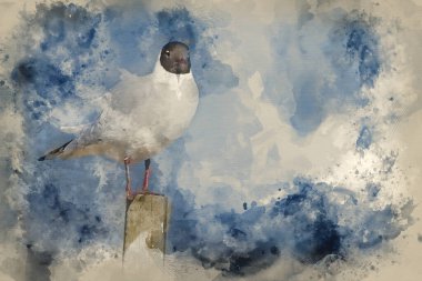 Güzel Akdeniz Martı Icthyaetus Melanocephalus 'un dijital suluboya resmi