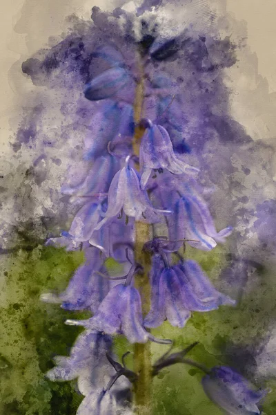 Cyfrowe Malarstwo Akwarelowe Hiszpańskich Bluebells Hiacinthoides Hispanica — Zdjęcie stockowe