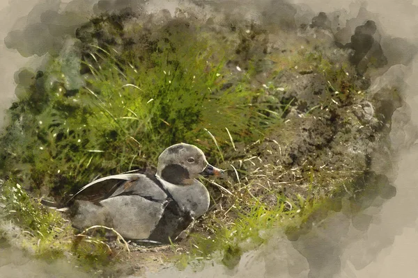 Pintura Aquarela Digital Belo Pato Cauda Longa Clangula Hyemalis Pássaro — Fotografia de Stock