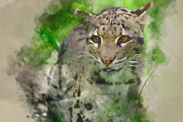 Digitális Akvarell Festés Felhős Leopárd Neofelis Nebulova Nagymacska Fogságban — Stock Fotó