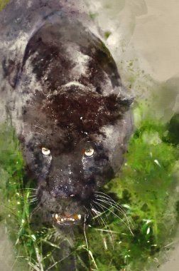 Digital watercolour painting of Black jaguar Panthera Onca prowling through long grass in captivity clipart