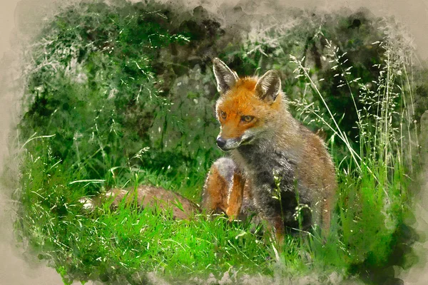 Digitale Aquarellmalerei Des Schönen Männlichen Fuchses Langen Saftig Grünen Gras — Stockfoto