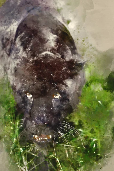 Digital watercolour painting of Black jaguar Panthera Onca prowling through long grass in captivity