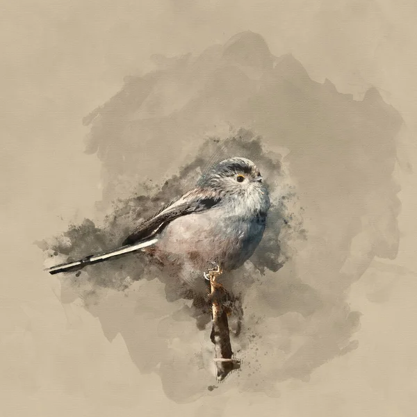 Digital Watercolour Painting Beautiful Portrait Long Tailed Tit Aegithalos Caudatus — 스톡 사진